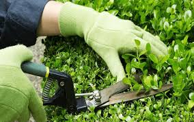 Chăm sóc vườn nhà