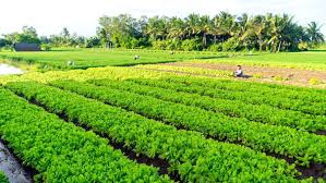 Chăm sóc vườn nhà