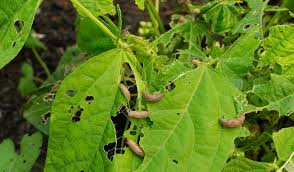 Chăm sóc vườn nhà